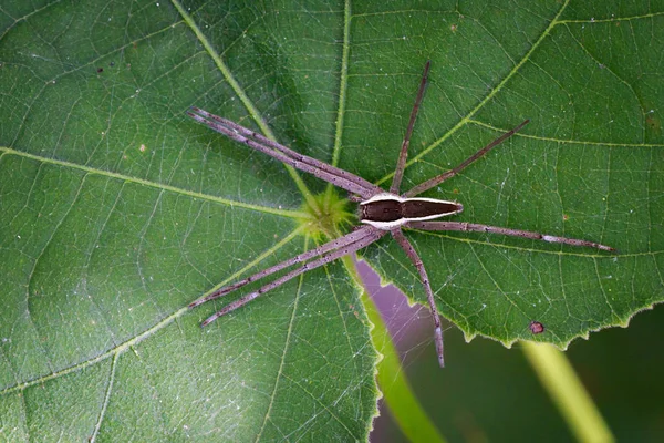 Изображение паука с четырьмя пятнами (Dolomedes triton) — стоковое фото