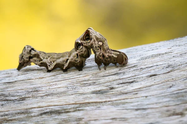 갈색 건조 목재에 갈색 애벌레의 이미지입니다. 곤충입니다. 동물 — 스톡 사진