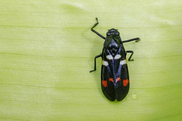 Imagen de escarabajo negro sobre hojas verdes. Insecto. Animales. —  Fotos de Stock