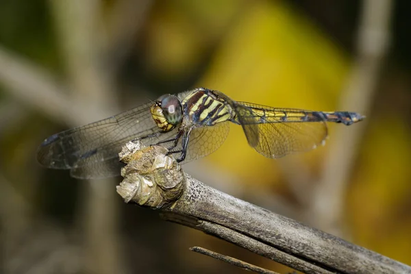 Image of crimson dropwing dragonfly(female)/Trithemis aurora on — Stock Photo, Image