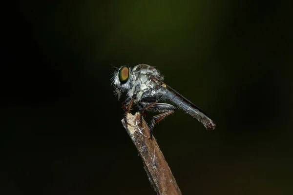 Image of a robber fly(Asilidae) on a branch. Insect. Animal — Stock Photo, Image