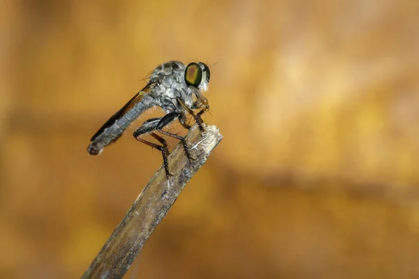 Image of a robber fly(Asilidae) on a branch. Insect. Animal — Stock Photo, Image