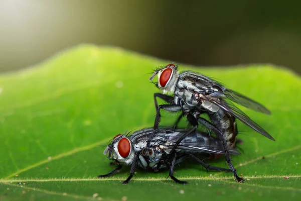 Çiftleşen sineklerin yeşil yapraklardaki görüntüsü. Böcek. Hayvan.