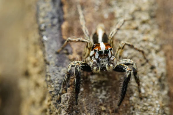 Ugró pókok (Plexippus paykulli), a természet háttere képe — Stock Fotó