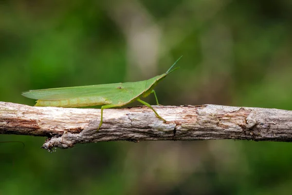 Image de Sauterelle à face oblique (Acrida ungarica) ) — Photo