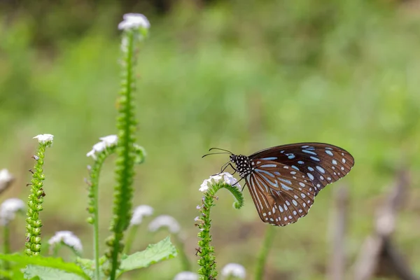 Imagen de una mariposa (El tigre azul pálido) sobre fondo natural . — Foto de Stock