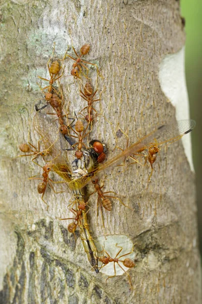 Gambar semut merah makan capung di pohon. Hewan . — Stok Foto