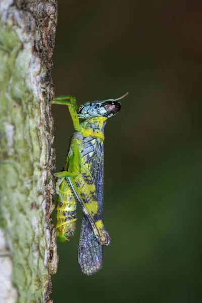 Majom szöcske (Erianthus serratus) a fa képe. Rovar — Stock Fotó