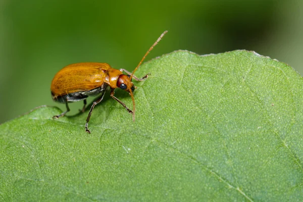 Image of Pumpkin beetle on green leaves. Insect. Animal — Stock Photo, Image