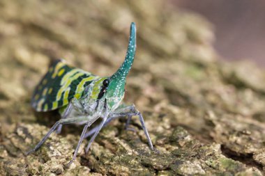 Pyrops viridirostris fener hata ya da lanternfly (Pyrops görüntü 