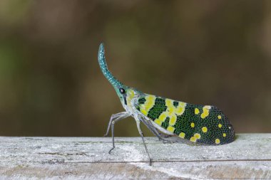 Pyrops viridirostris fener hata ya da lanternfly (Pyrops görüntü 
