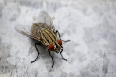 Çinko metal bir sinek (Diptera) görüntüsü. Böcek hayvan 