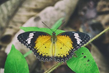 Leopard lacewing kelebek yeşil yaprakları üzerinde görüntü. Böcek Anim