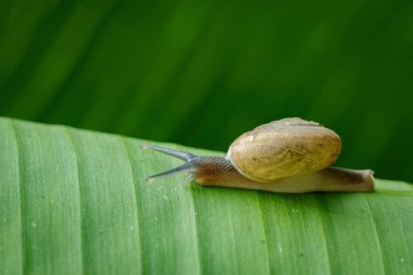 Salyangoz üzerindeki yeşil yaprak görüntüsü. Sürüngen hayvan.