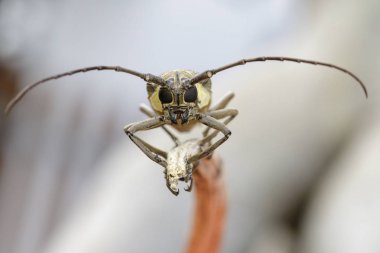 Mango Borer(Batocera numitor) lekeli görüntü üzerinde bir ağaç dalı.