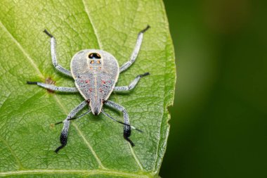 Hemiptera hatanın yeşil yaprakları üzerinde görüntü. Böcek. Hayvan