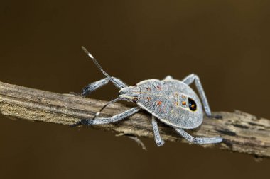 Hemiptera hata kahverengi dal görüntüsü. Böcek. Hayvan