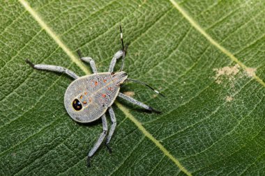Hemiptera hatanın yeşil yaprakları üzerinde görüntü. Böcek. Hayvan