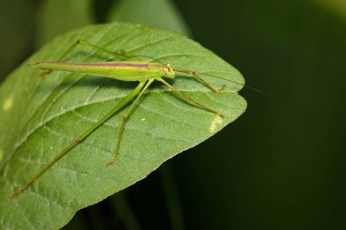 Yeşil çekirge (küçük yeşil yaprak Katydid., Orthelimae görüntü