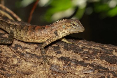 Ağaç üzerinde kahverengi bukalemun görüntüsü. Sürüngen. Hayvan.