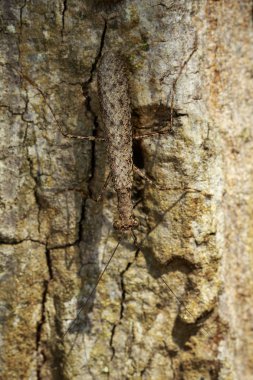 Görüntü Camouflaged kabuğu Mantis (Liturgusa sp.) ağaç. Böcek