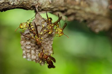 Bir Apache Wasp (Polistes apachus) ve eşekarısı yuvası natu üzerinde görüntü