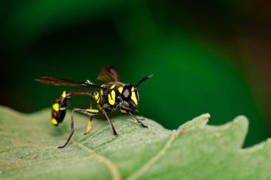 Potter Wasp (Phimenes flavopictus) görüntü yeşil yaprak üzerinde. İçinde