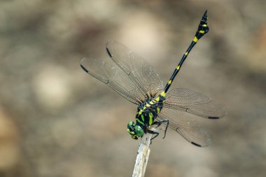 Görüntü üzerinde kuru sutyen gomphidae yusufçuk (Ictinogomphus Decoratus)