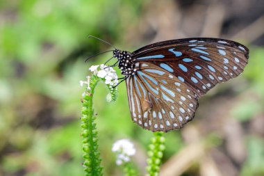 Bir kelebeği (soluk mavi Tiger) doğa arka plan görüntü.
