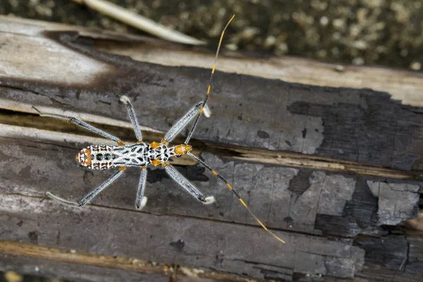 Image of an Assassin bug on dry timber. Insect. Animal — Stock Photo, Image