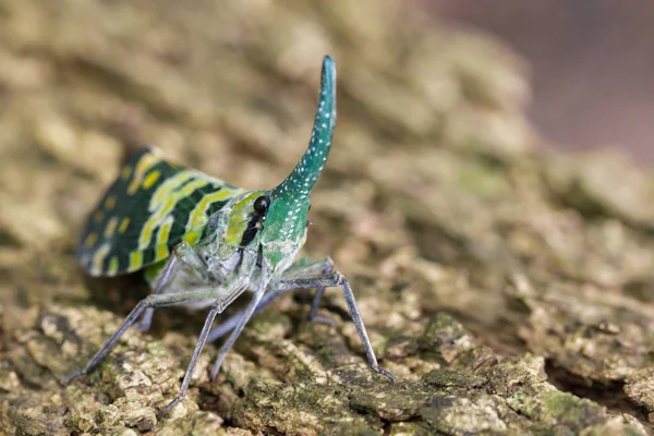 Foto van Pyrops viridirostris lantaarn bug of lanternfly (Pyrops — Stockfoto