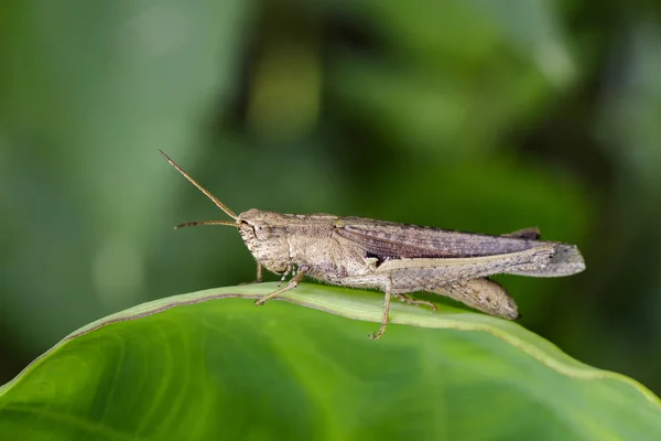 Imagem de gafanhoto marrom em folhas verdes. Animal de insecto. Locus. — Fotografia de Stock