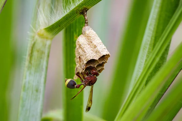 Kép közös papír darázs (Ropalidia fasciata) és a darázs fészek — Stock Fotó