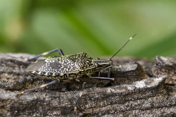 Image d'un insecte puant (Erthesina fullo) sur un arbre. Insecte. Animaux — Photo