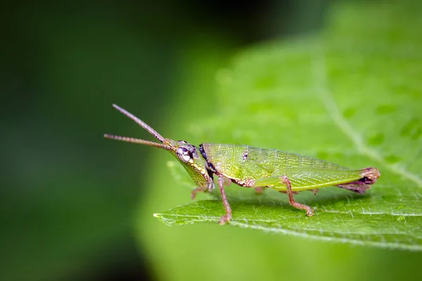 Imagen de Slant-faced o Gaudy Grasshopper sobre fondo natural . — Foto de Stock