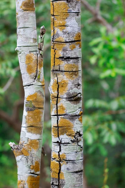 İki ağaç doğa arka plan görüntü.