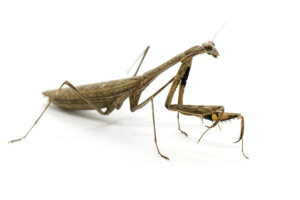 Imagen de la mantis orante (Stagmomantis carolina) sobre fondo blanco — Foto de Stock