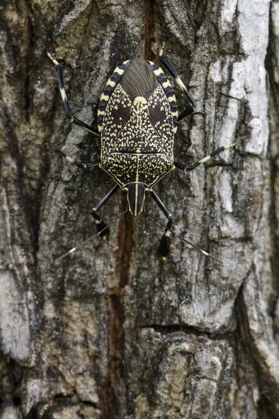 Εικόνα του stink bug (Erthesina fullo) στο δέντρο. Εντόμων. Ζώο — Φωτογραφία Αρχείου