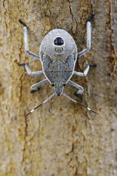 Obrázek Hemiptera bug na strom. Hmyz. Zvíře. — Stock fotografie