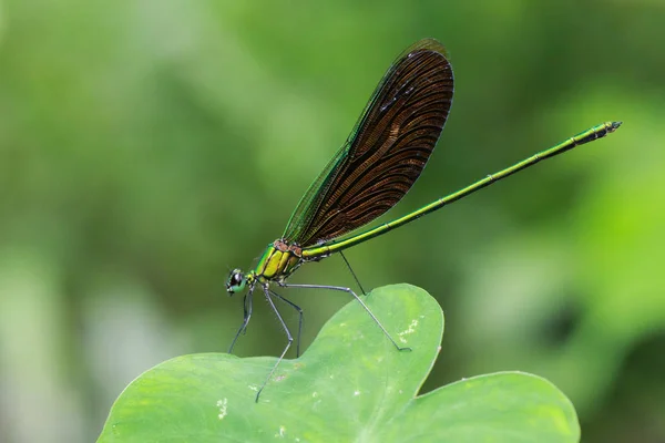 Imagen de la hermosa libélula (Neurobasis chinensis chinensis) en — Foto de Stock
