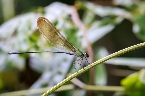 Изображение Vestalis gracilis dragonfly (Amphipterygidae) на зелёном l — стоковое фото