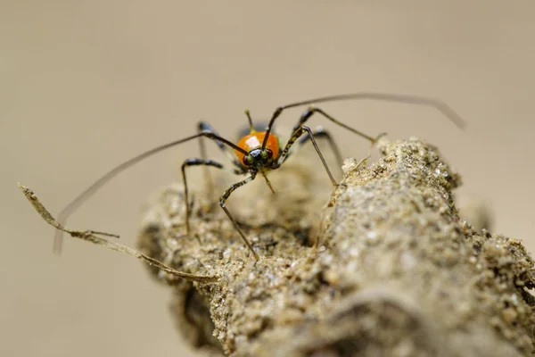 Gambar dari bug Assassin di latar belakang alam. Serangga. Hewan — Stok Foto