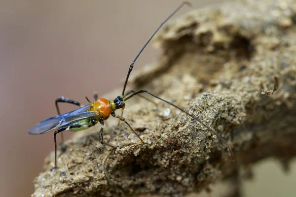 Bilden av en Assassin bugg på natur bakgrund. Insekt. Djur — Stockfoto