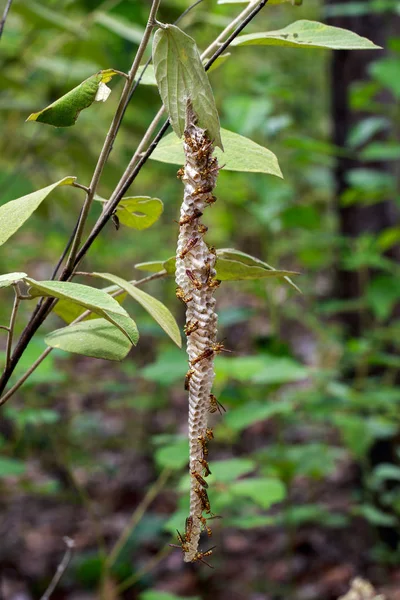 Изображение осы апачей (Polistes apachus) и осиного гнезда на нату — стоковое фото