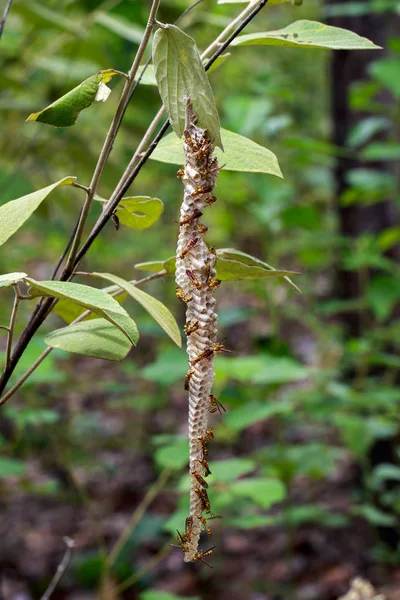 Afbeelding van een Apache Wasp (Polistes apachus) en de wesp nest op natu — Stockfoto