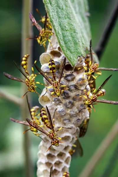 Gambar tawon Apache (Polistes apachus) dan sarang tawon di natu — Stok Foto