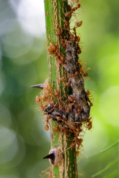 Image of Red Ants eat worms on tree. Insect. Animal — Stock Photo, Image