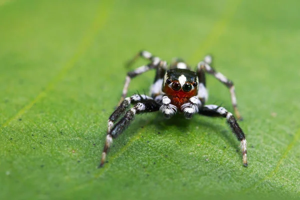 Imagem de aranhas de salto (Plexippus paykulli., macho) em folhas verdes — Fotografia de Stock