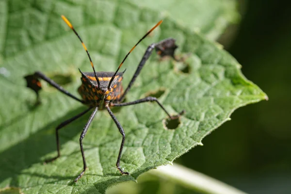 Imagen de insecto negro (hemiptera) sobre una hoja verde. Insecto. Animales. — Foto de Stock