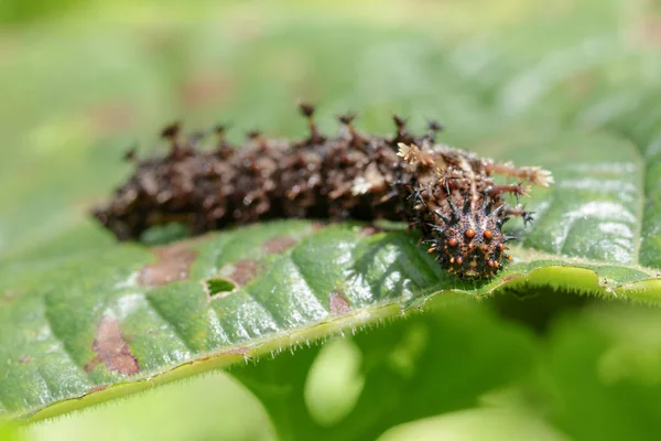 Afbeelding van een Caterpillar commandant (Moduza Prokris) op groene bladeren — Stockfoto
